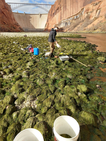 A woman stands on algae-covered rocks next to a river, with science supplies scattered around her. She's focusing on her work. In the background a dam is visible blocking the canyon, with a large bridge crossing above it. 